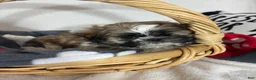 Shih Tzu dogs for sale: Skittle - Ad 3