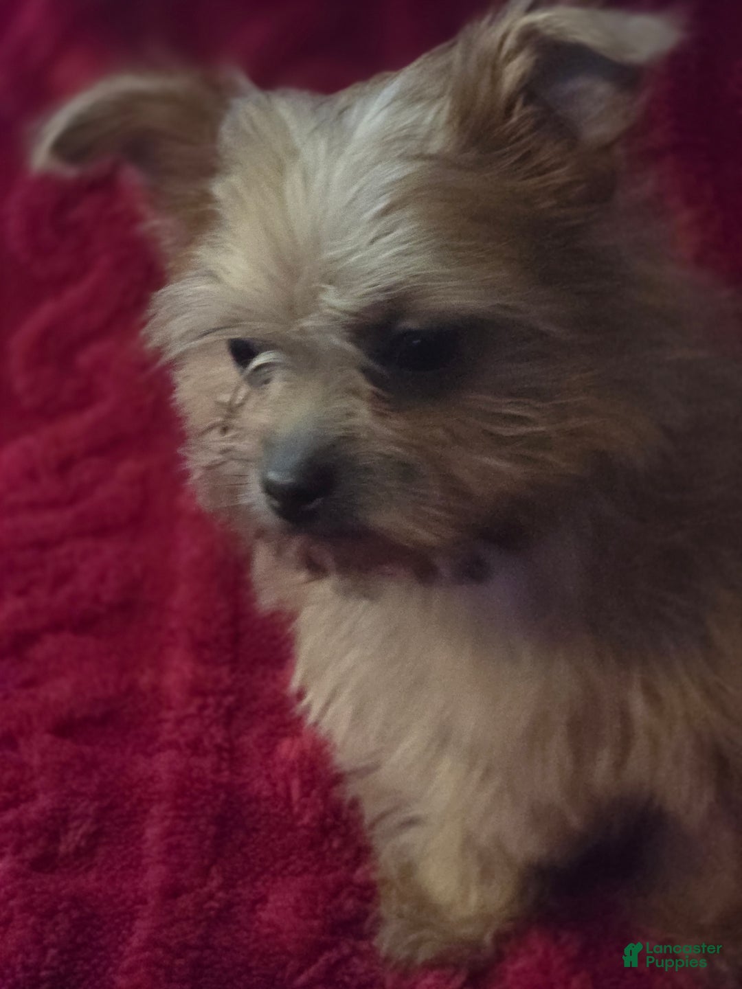 Shorkie dogs for sale: TEACUP Lucy - Ad 4