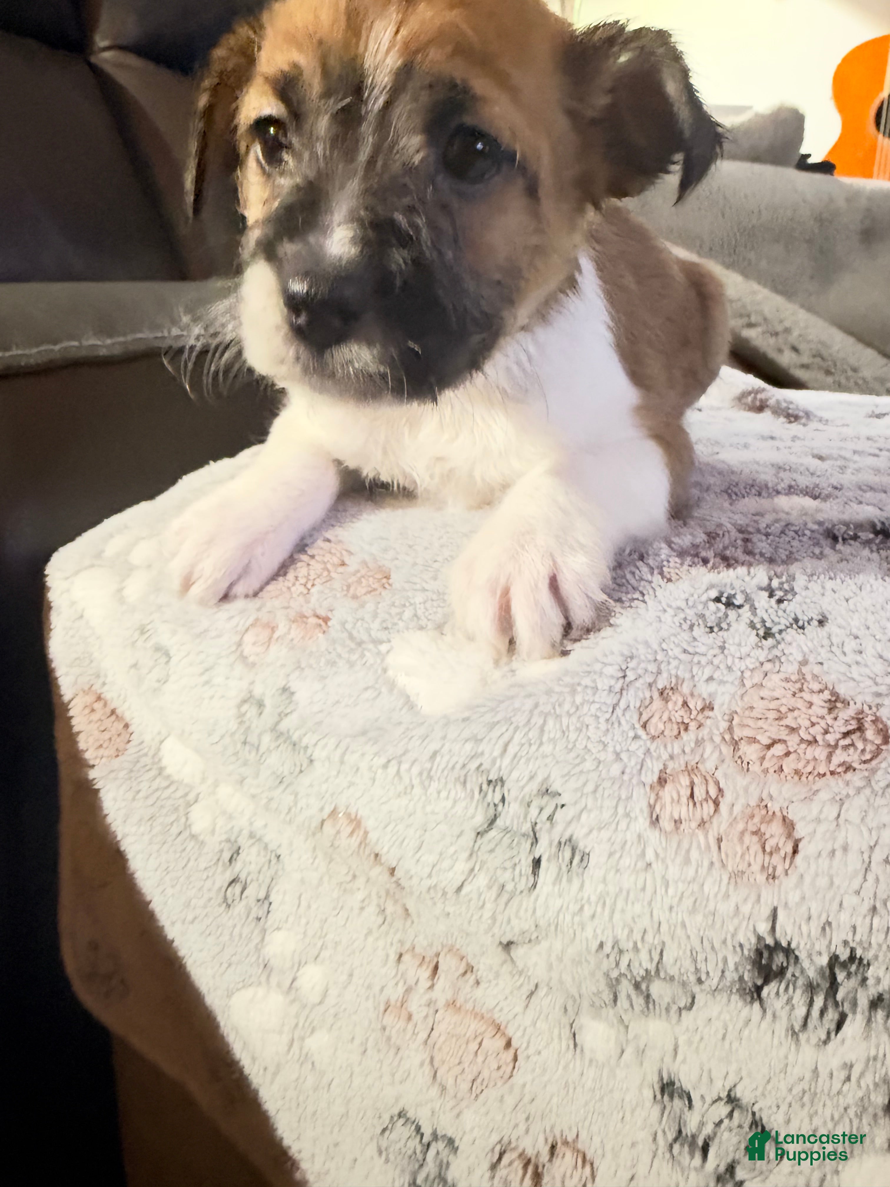 Mixed Breed dogs Mixed Breed 2 - Ad 2