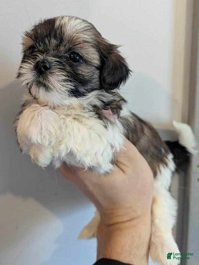 Shih Tzu dogs Luc - Ad 31