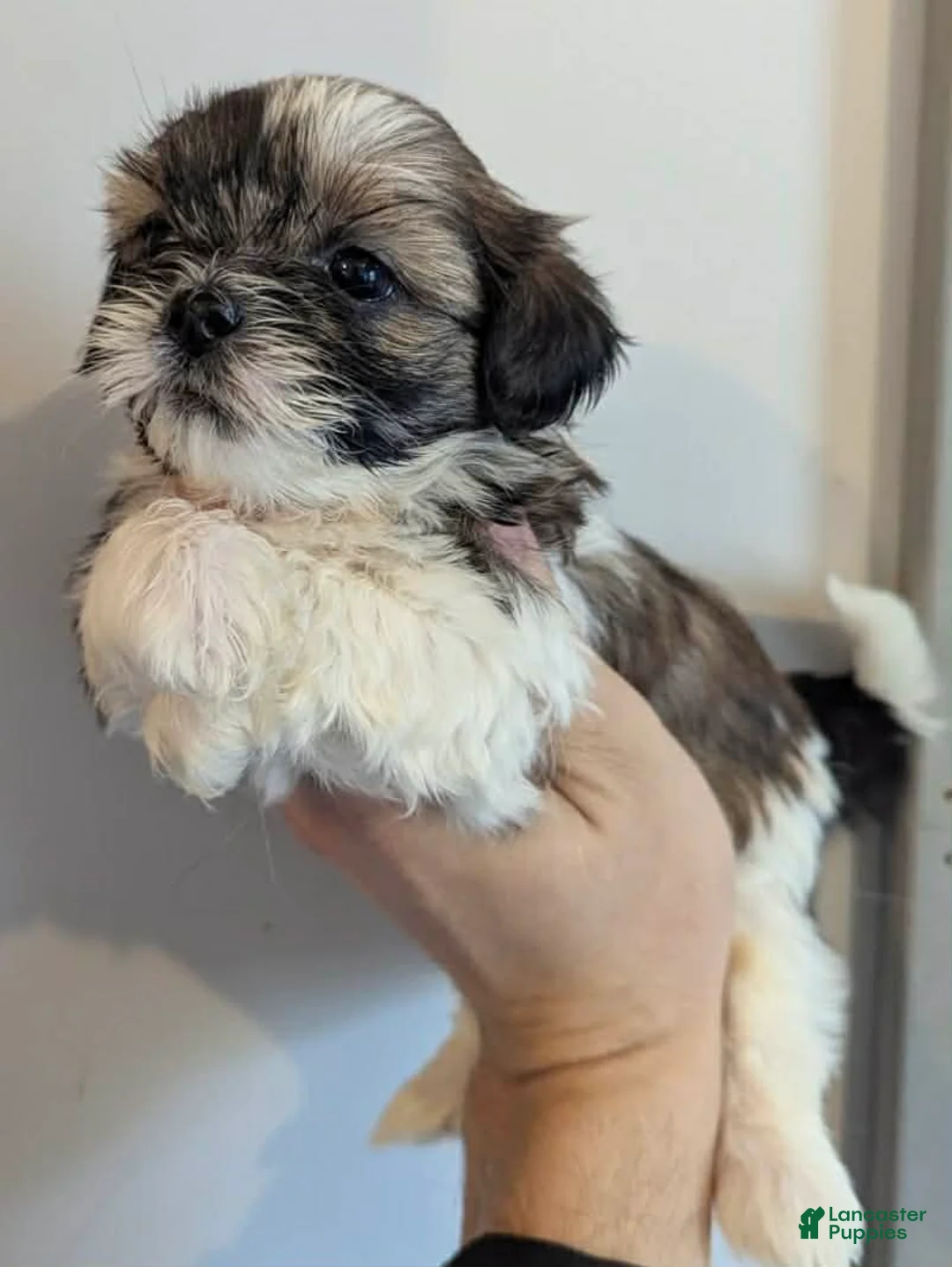 Shih Tzu dogs for sale: Luc - Ad 1