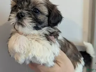 Shih Tzu dogs Luc - Ad 31