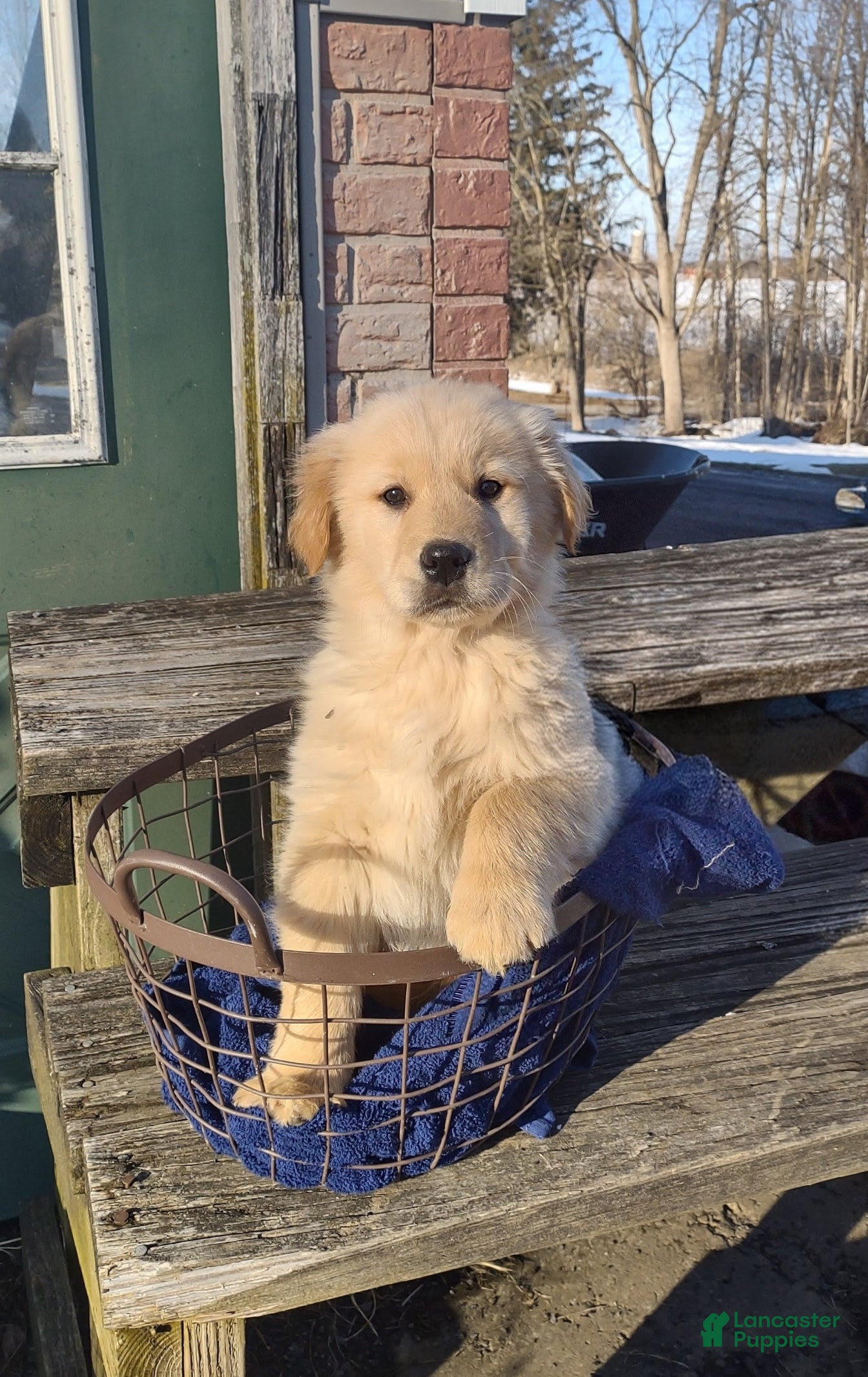 Golden Retriever dogs Golden Retriever Puppy 6 - Ad 1