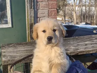 Golden Retriever dogs for sale: Golden Retriever Puppy 6 - Ad 1