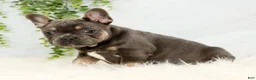 Frenchton dogs for sale: Courtney - Ad 3
