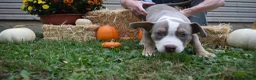 American Bully dogs for sale: American Bully 4 - Ad 3