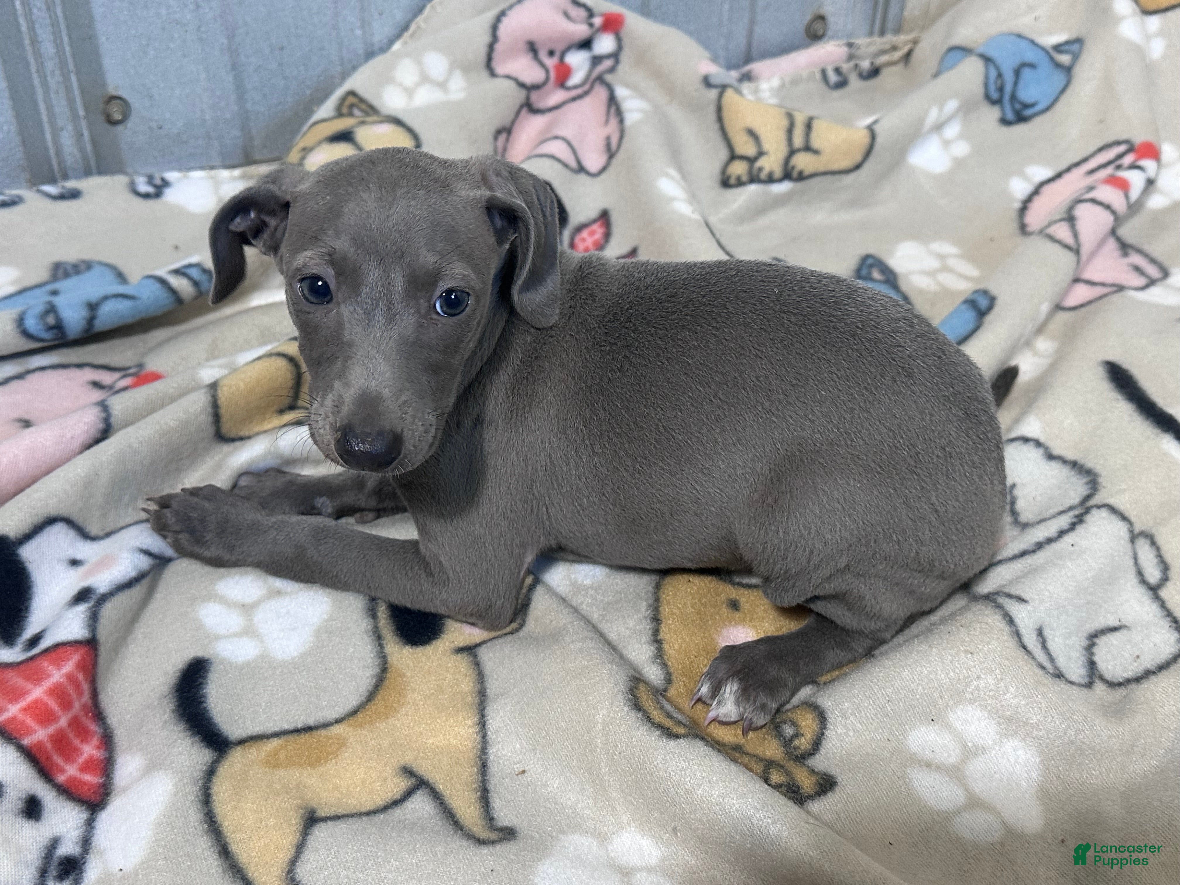 Italian Greyhound dogs Flower - Ad 2