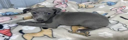 Italian Greyhound dogs for sale: Flower - Ad 2