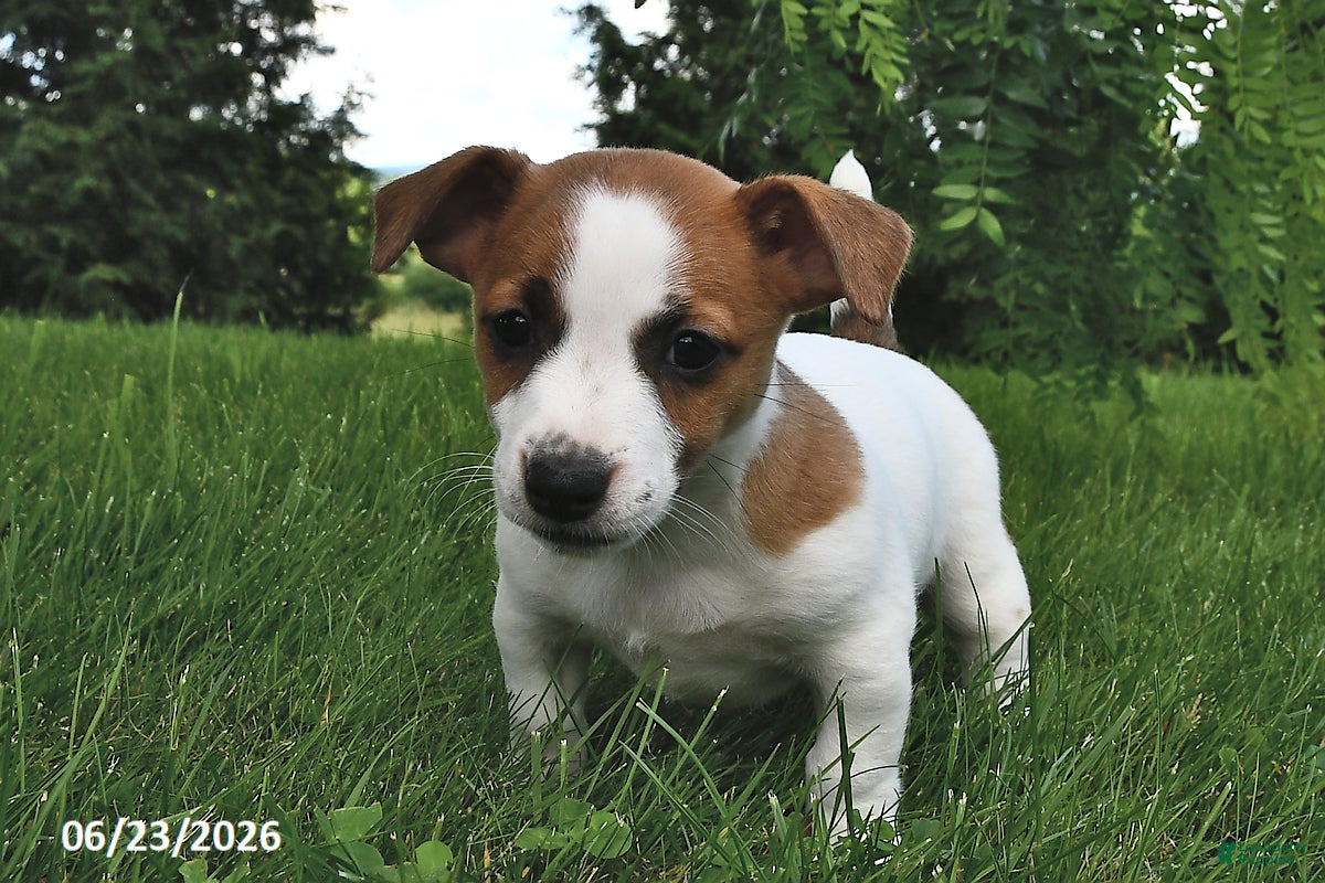 Jack Russell Terrier dogs Daisy - Ad 2