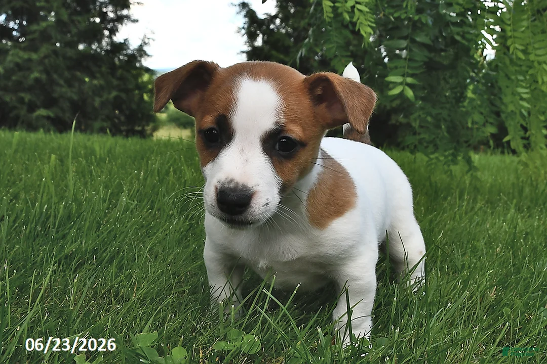 Jack Russell Terrier dogs for sale: Daisy - Ad 2