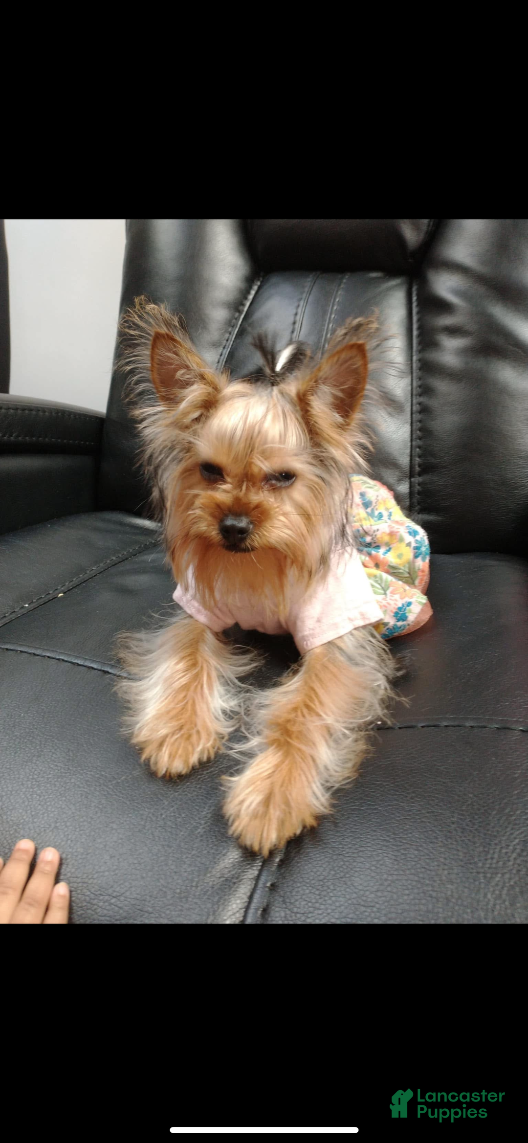 Yorkshire Terrier dogs for sale: Ten - Ad 5