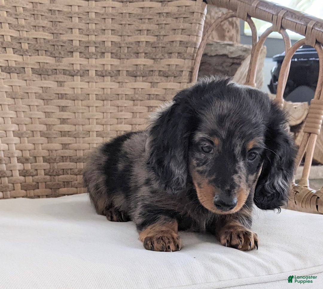 Miniature Dachshund dogs for sale: Frankie  - Ad 6