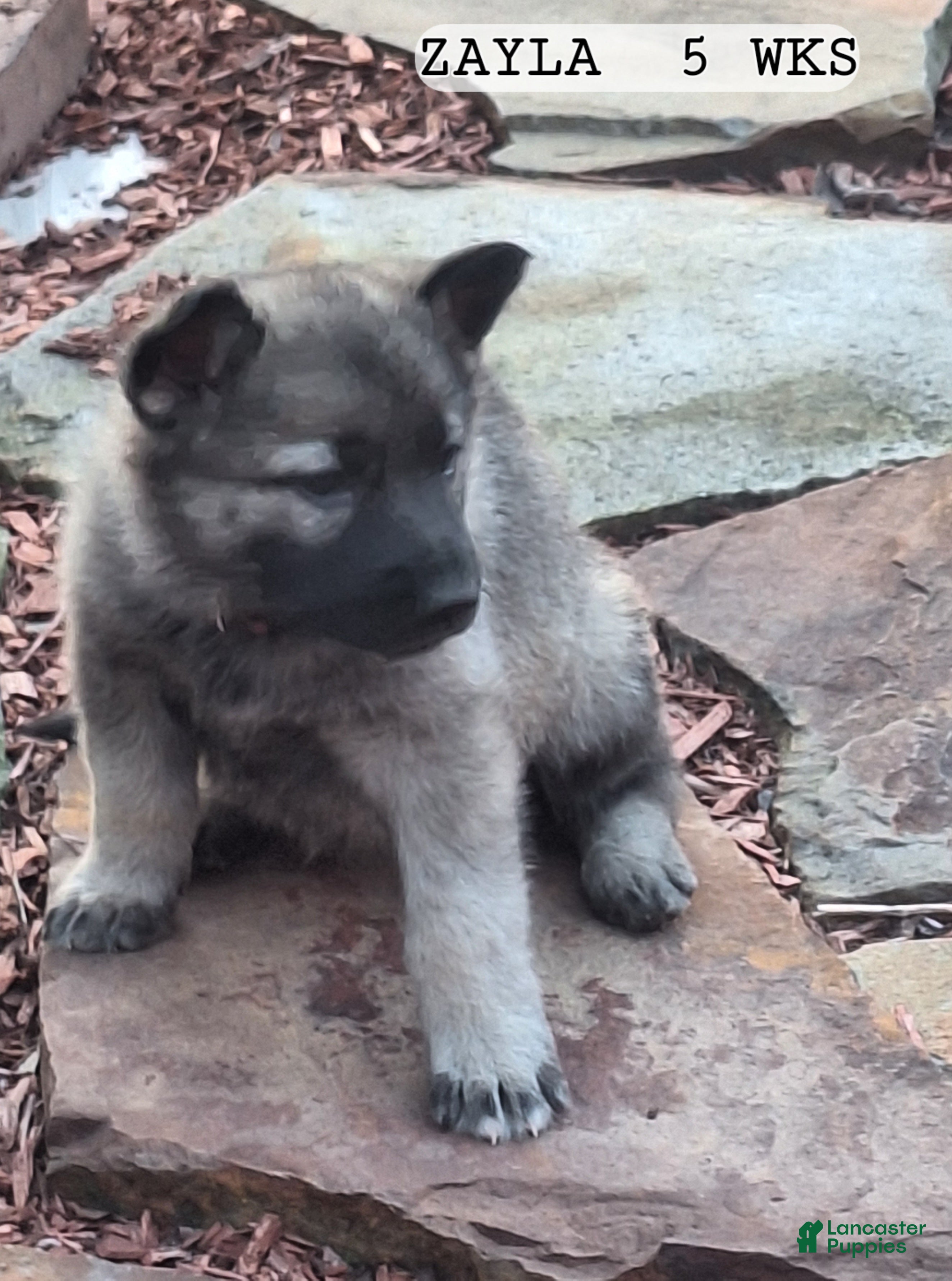 German Shepherd dogs Zayla - Ad 2