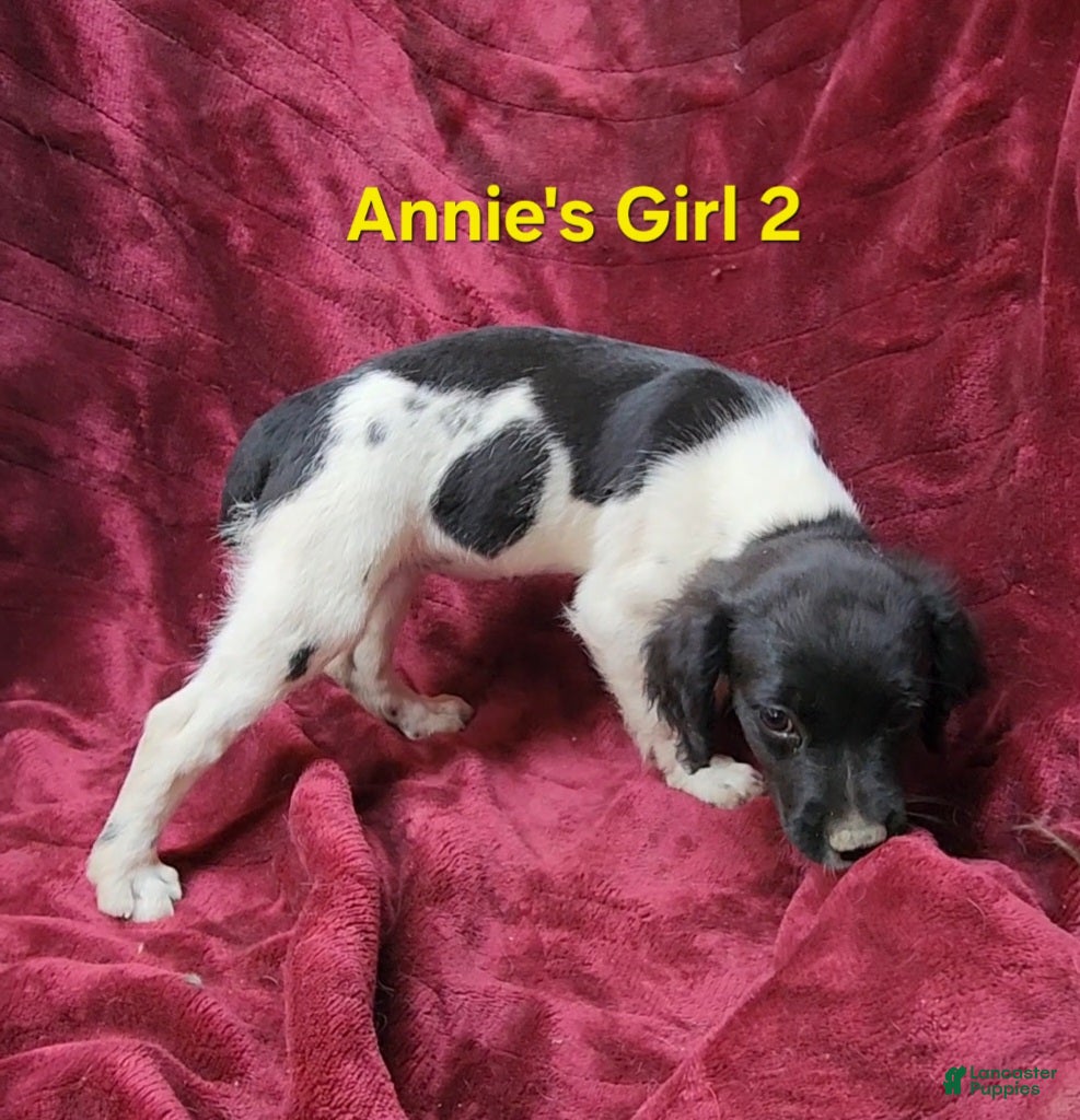 Brittany Spaniel dogs AKC/UKC French Brittany Annie's Girl 2 - Ad 2