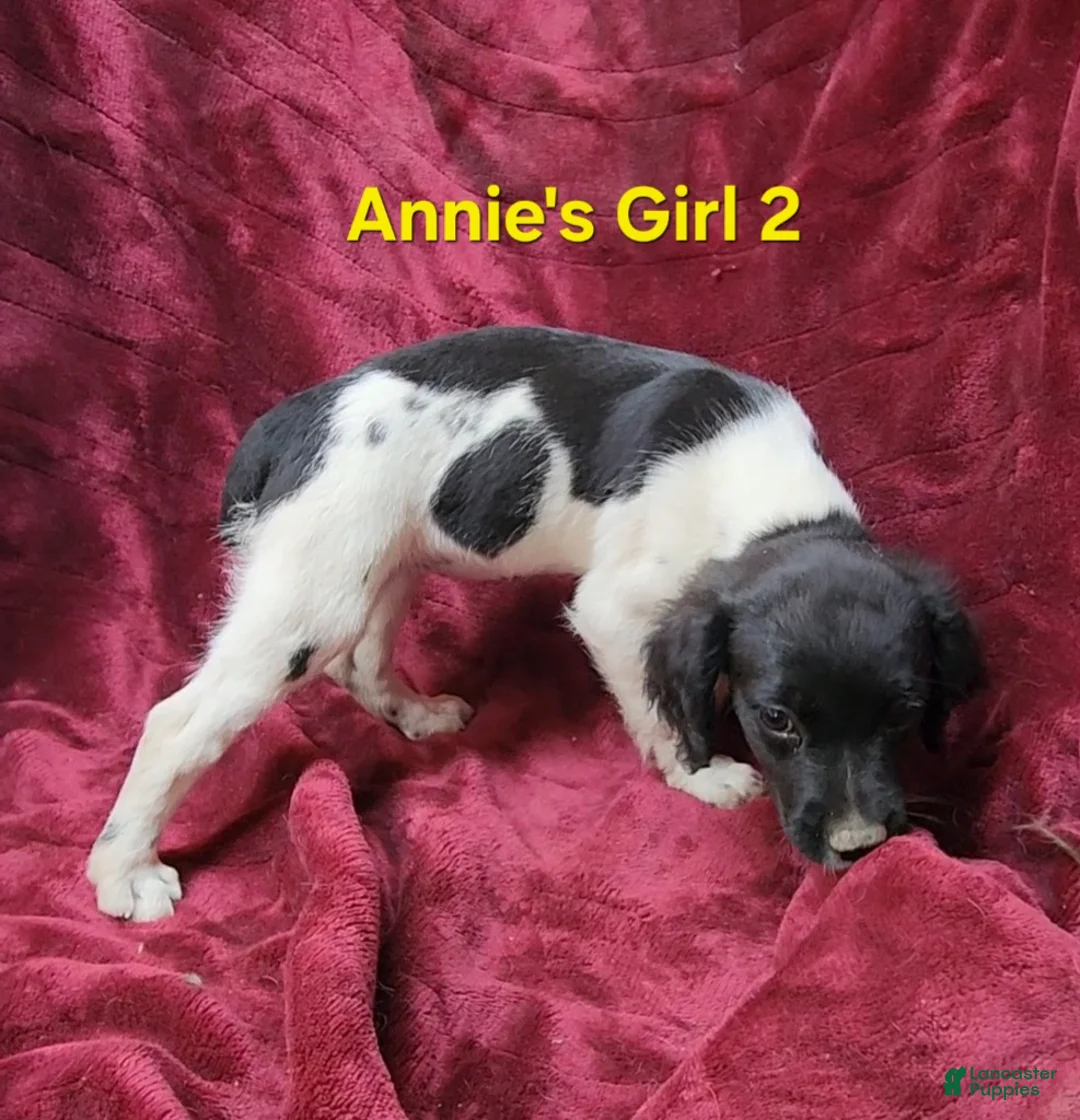 Brittany Spaniel dogs for sale: AKC/UKC French Brittany Annie's Girl 2 - Ad 2