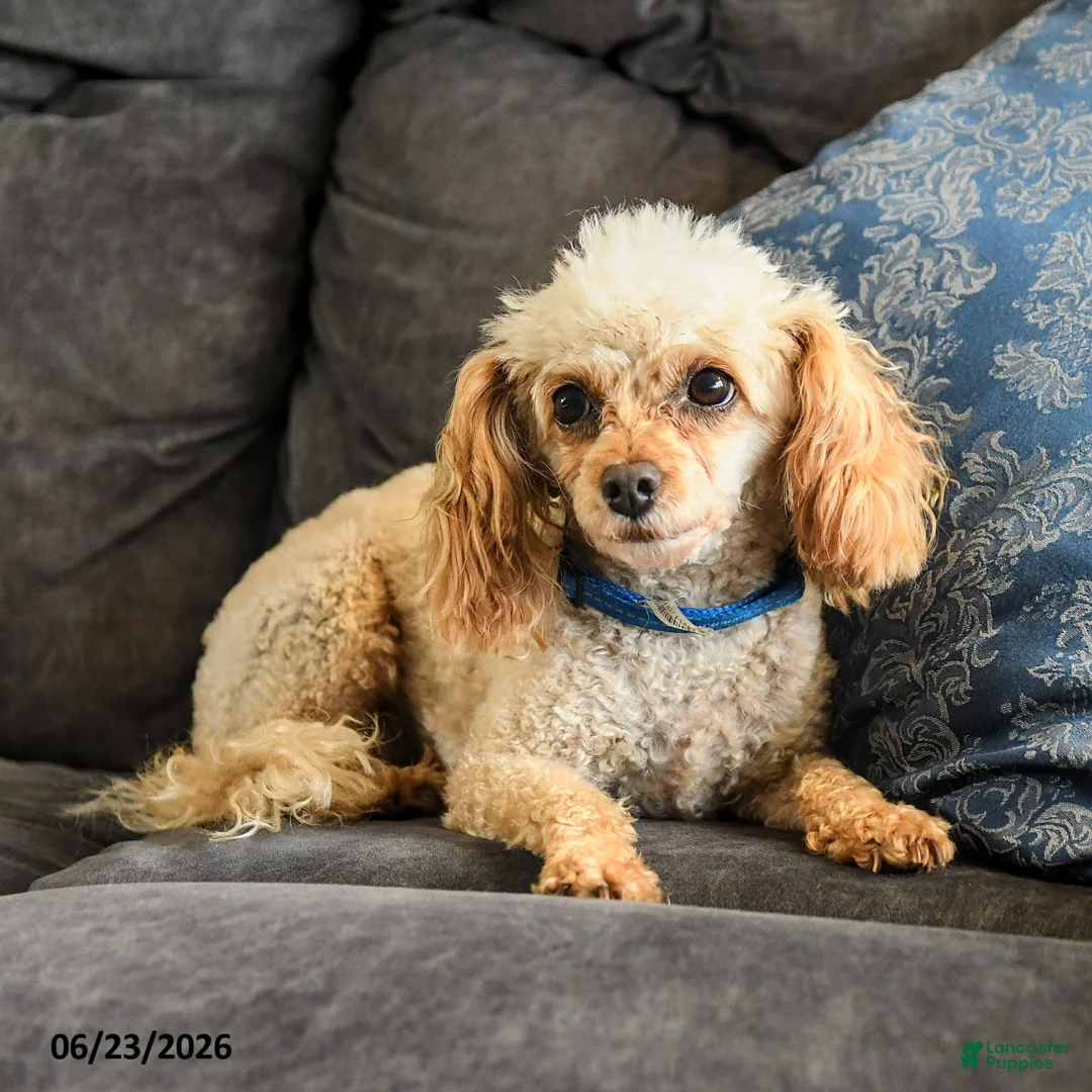 Cavapoo dogs for sale: Katie - Ad 4