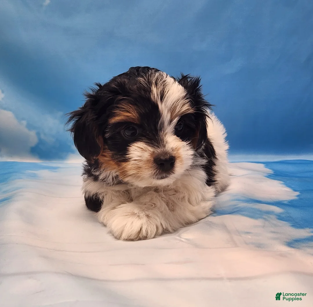 Biewer Terrier dogs for sale: Megan  - Ad 1