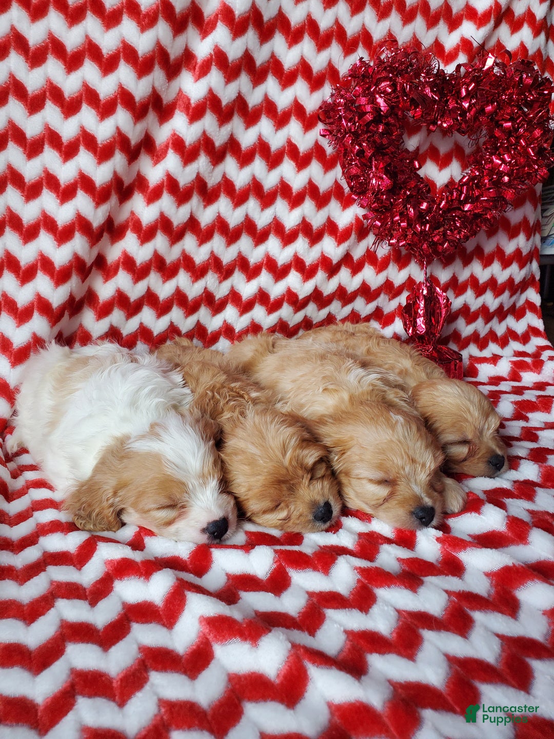 Cavachon dogs for sale: Caramel - Ad 4
