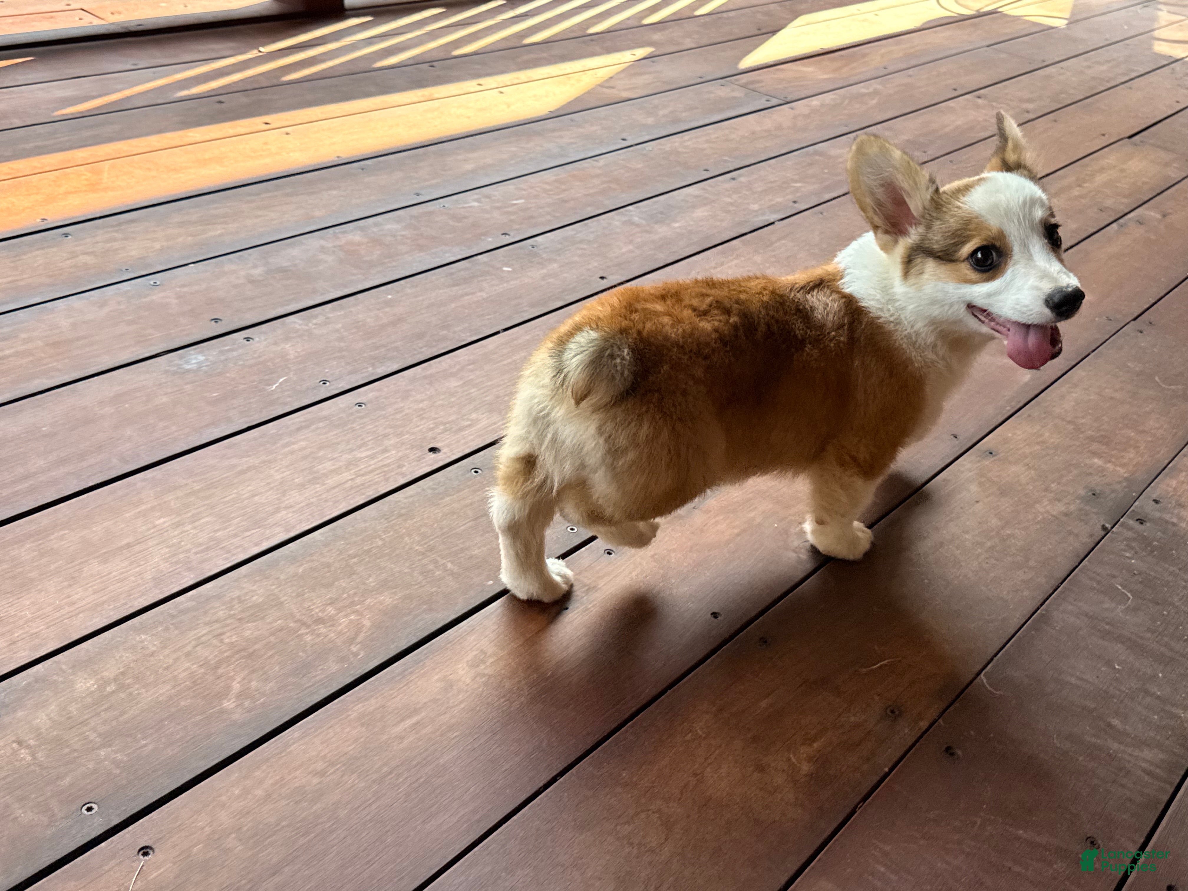 Welsh Corgi Pembroke dogs BENNY - Ad 2