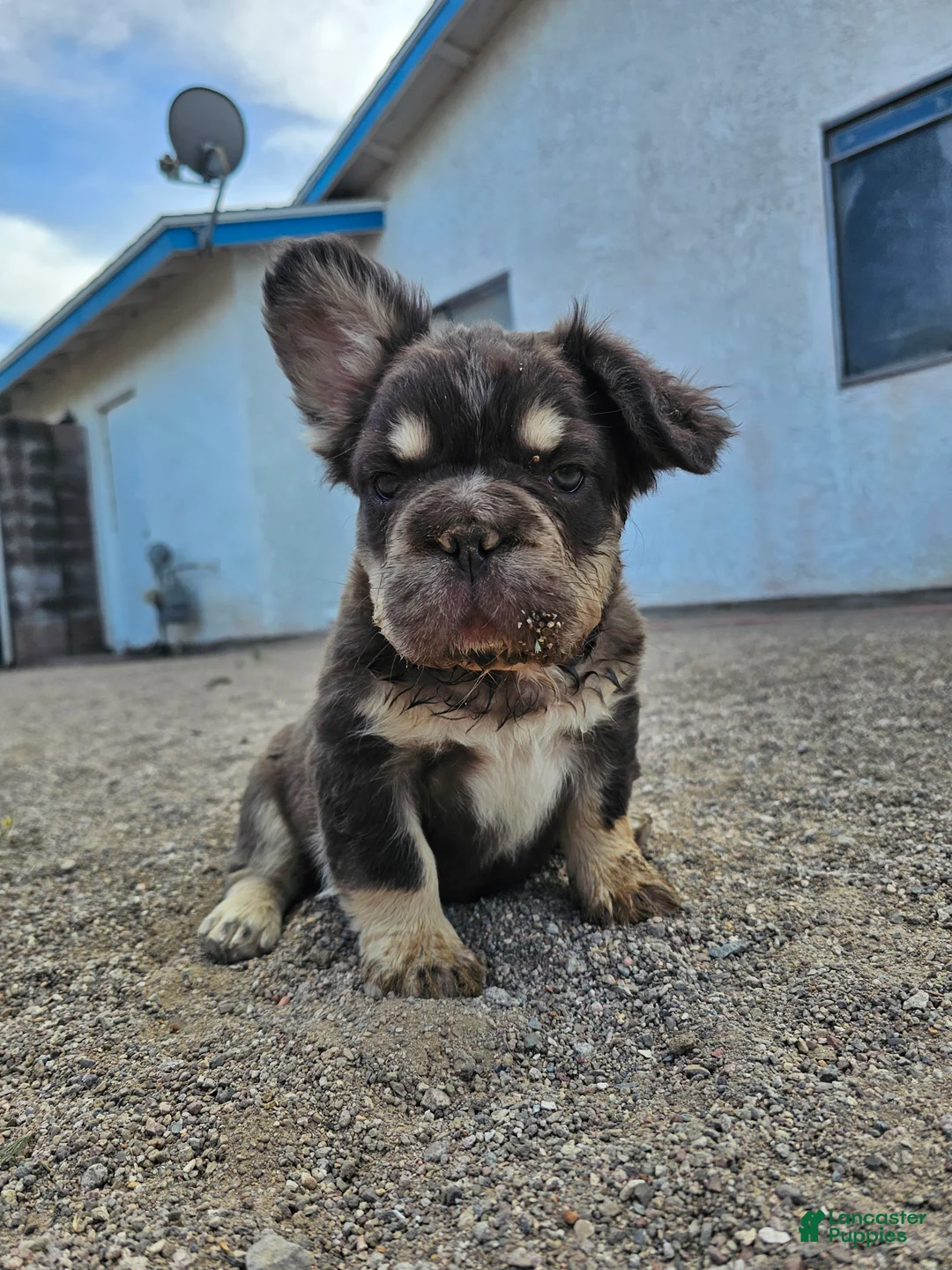 French Bulldog dogs for sale: French Bulldog Puppy 1 - Ad 2