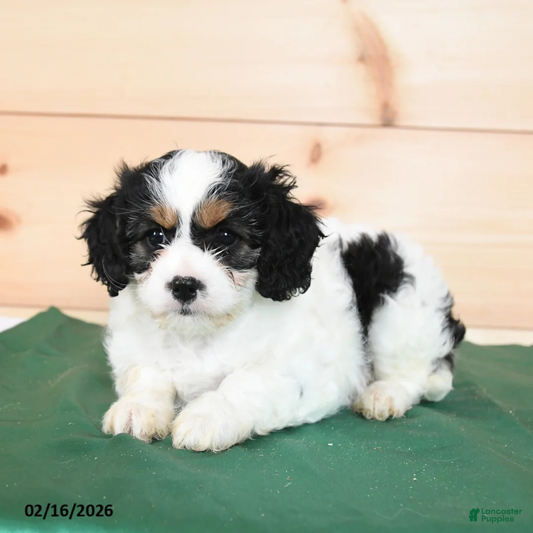Cavapoo dogs for sale: Harmony - Ad 2