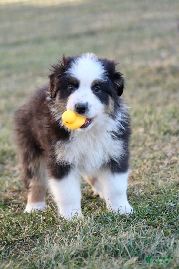 Australian Shepherd dogs Bella - Ad 1