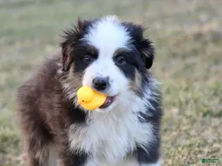 Australian Shepherd dogs for sale: Bella - Ad 4