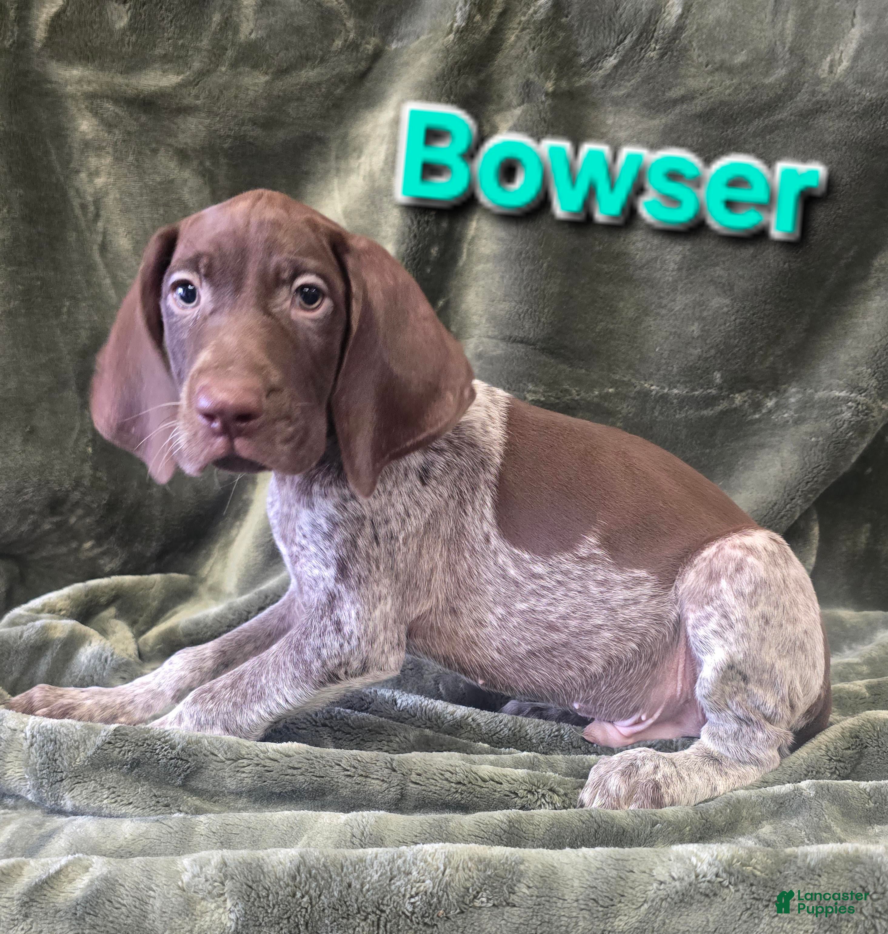 German Shorthaired Pointer dogs BOWSER - Ad 33
