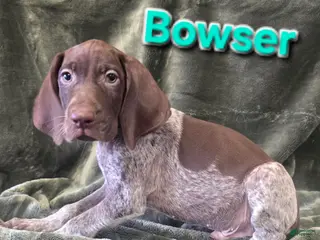 German Shorthaired Pointer dogs BOWSER - Ad 29