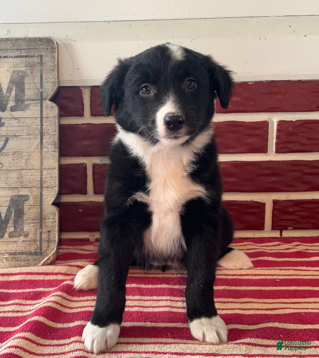 Mixed Breed dogs for sale: Fannie - Ad 2