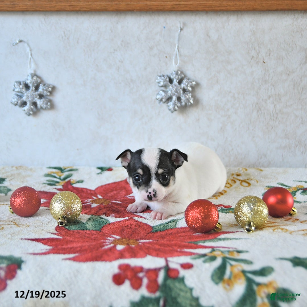 Chihuahua dogs for sale: Elf - Ad 2