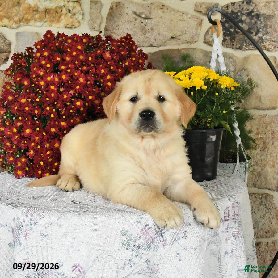 Golden Retriever dogs Buster - Ad 2