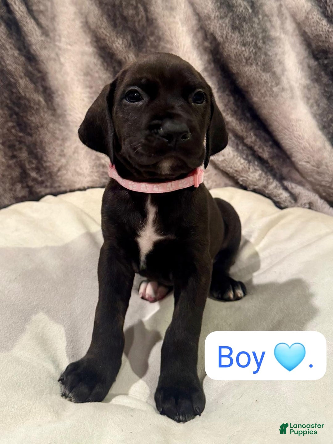 Mixed Breed dogs for sale: Pink - Ad 1