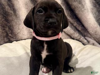 Mixed Breed dogs Pink - Ad 26