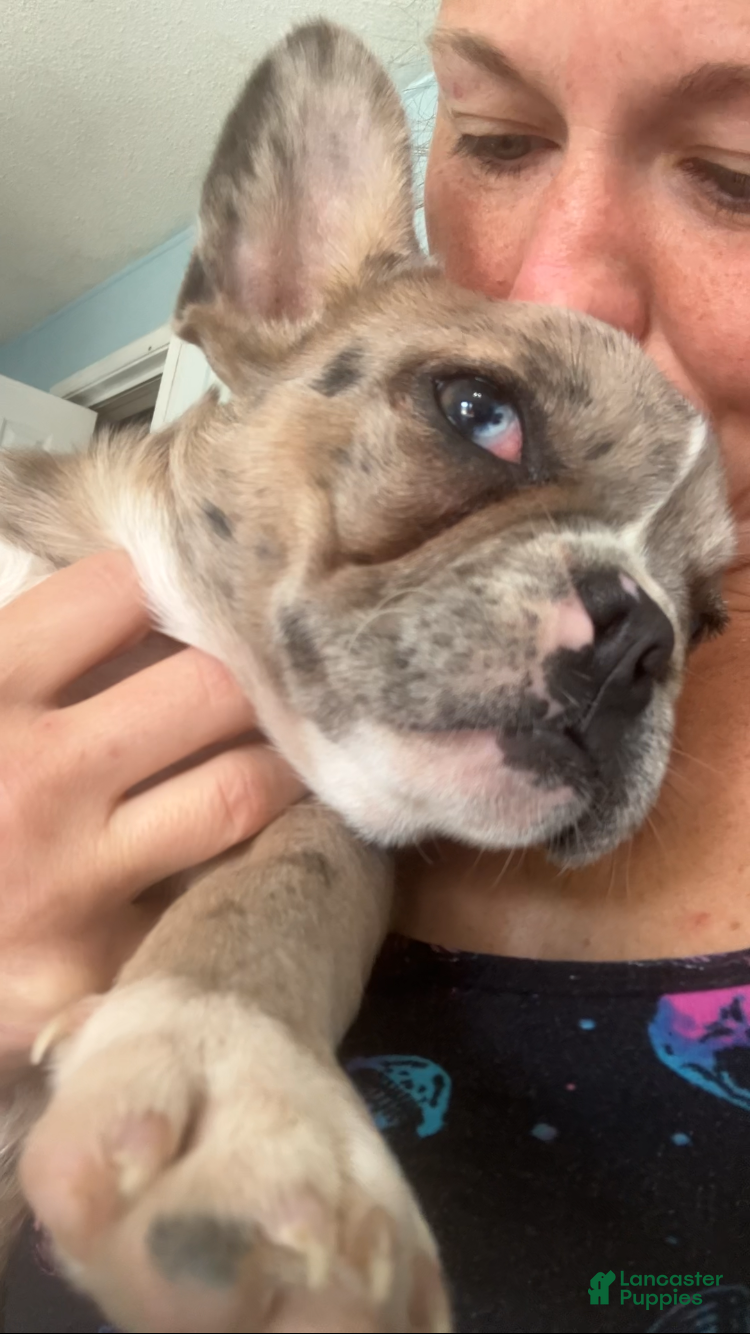French Bulldog dogs Jewels - Ad 2