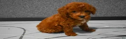 Miniature Poodle dogs for sale:  Lenny🐾 - Ad 4