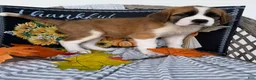 Saint Bernard dogs for sale: Beauty - Ad 5
