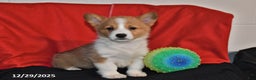 Welsh Corgi Pembroke dogs for sale: Chloe - Ad 3