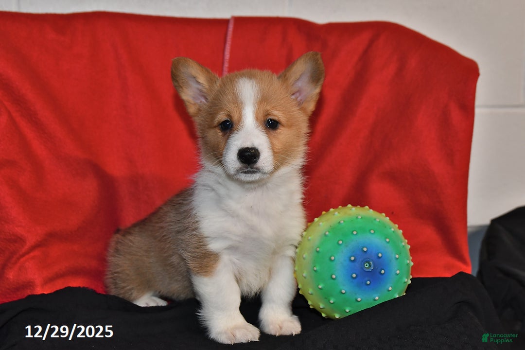 Welsh Corgi Pembroke dogs for sale: Chloe - Ad 3
