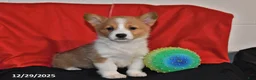 Welsh Corgi Pembroke dogs for sale: Chloe - Ad 3