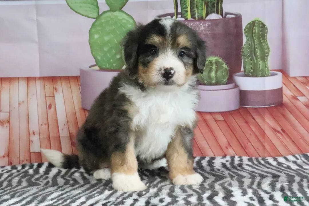 Mini Bernedoodle dogs for sale: Samson - Ad 1