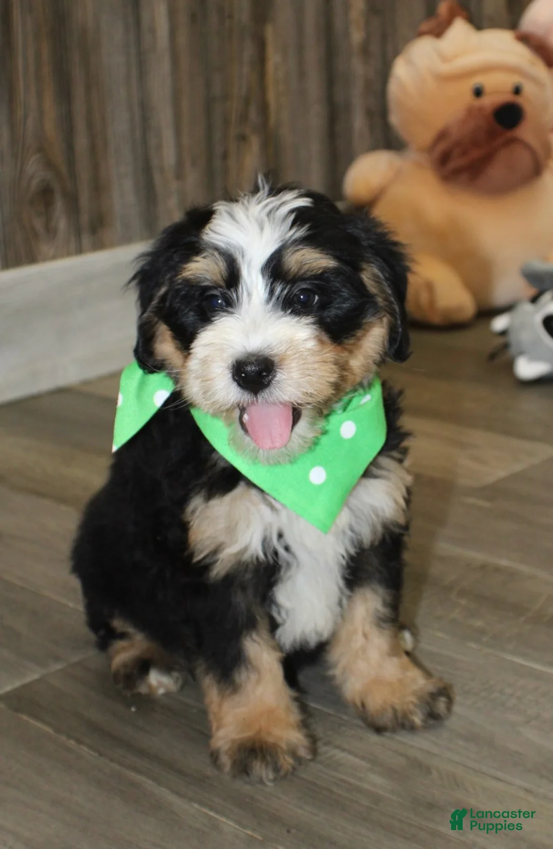 Mini Bernedoodle dogs for sale: Sonny - Ad 1
