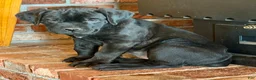 Cane Corso dogs for sale: Marina - Ad 4