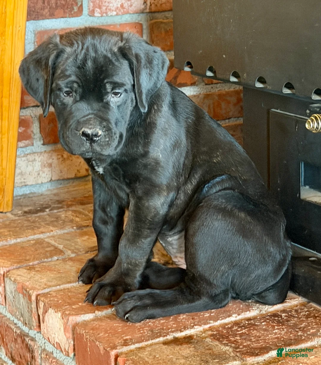 Cane Corso dogs for sale: Marina - Ad 4