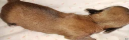 Chihuahua dogs for sale: Chihuahua 1 - Ad 4
