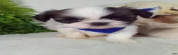 Shih Tzu dogs for sale: Ace - Ad 4