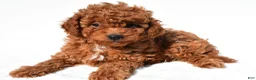 Cavapoo dogs for sale: Max - Ad 6
