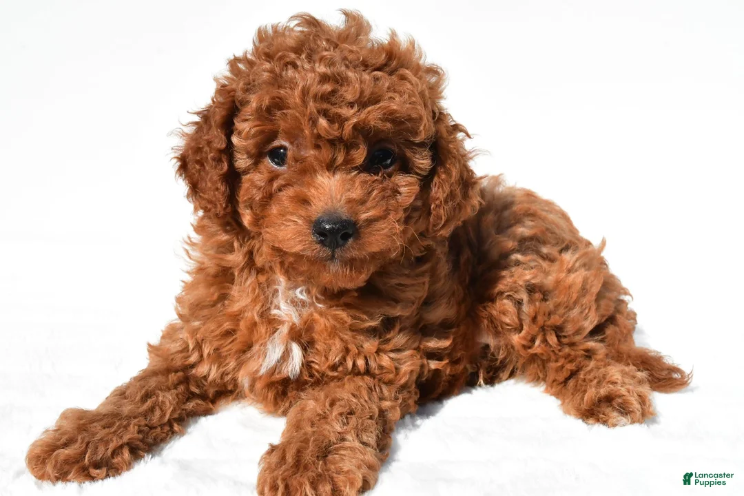 Cavapoo dogs for sale: Max - Ad 6