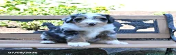 Mini Bernedoodle dogs for sale: Lucky - Ad 3