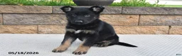 German Shepherd dogs for sale: Roxannie - Ad 4